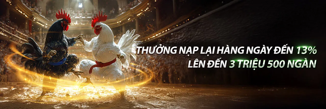 Hình ảnh gà chọi tx6669 sẵn sàng thi đấu
